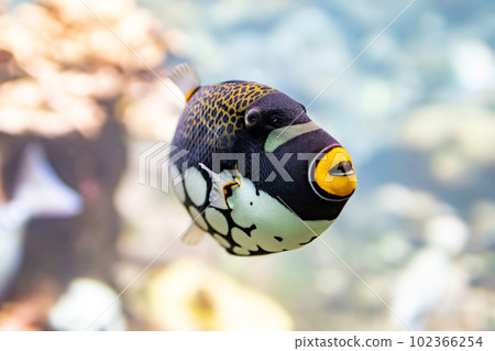 Mongara Kawahagi 102366254