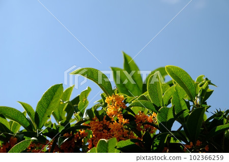 桂花和藍天[相模原市津久井，10月] 102366259