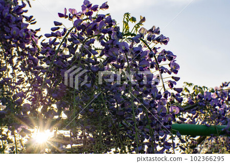 Wisteria and wisteria trellis Wisteria and wisteria trellis 102366295