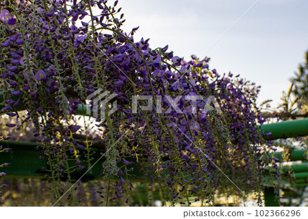 Wisteria and wisteria trellis Wisteria and wisteria trellis 102366296