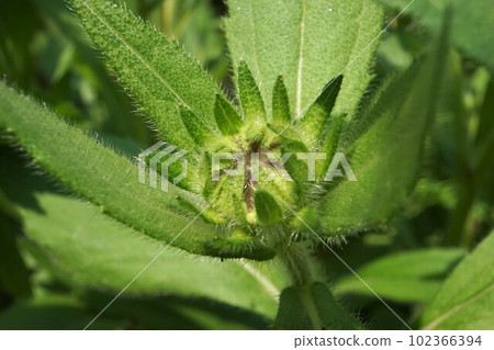Rudbeckia just starting to bloom Rudbeckia just starting to bloom 102366394