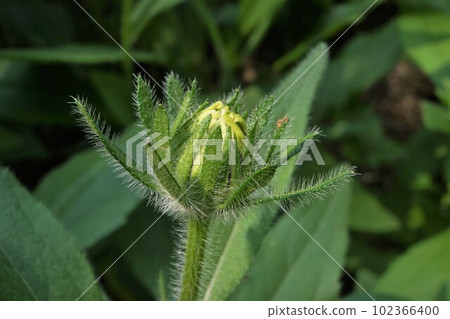 Rudbeckia just starting to bloom 102366400
