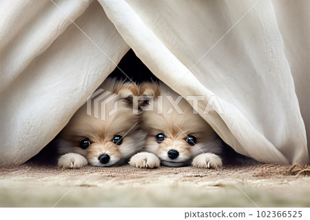 A cute Pomeranian peeking through the gaps in the fabric A cute Pomeranian peeking through the gaps in the fabric 102366525