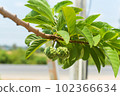 Two custard apple green in garden. 102366634