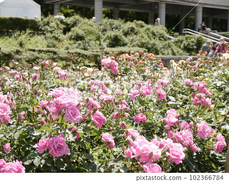 Rose Garden (Spring) Jindai Botanical Gardens 102366784