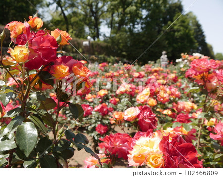 Rose Garden (Spring) Jindai Botanical Gardens 102366809