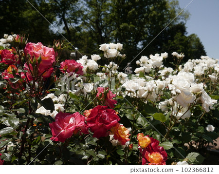 Rose Garden (Spring) Jindai Botanical Gardens 102366812