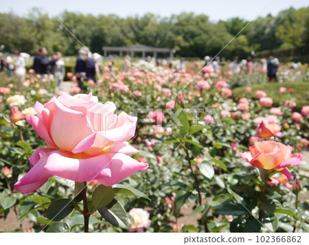 Rose Garden (Spring) Jindai Botanical Gardens 102366862