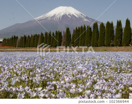 Nemophila and Mt. Fuji (Yamanakako Hananomiyako Park) 102366944