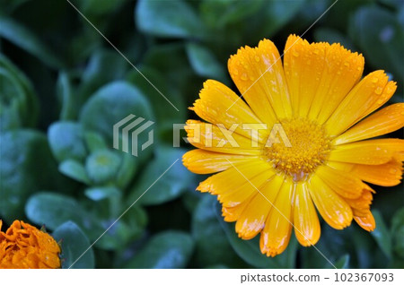 Yellow flower 102367093
