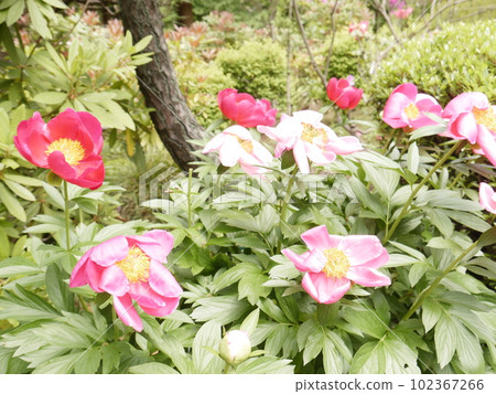 Machida Peony Garden (Yakushiike Park Shikisai no Mori) Machida Peony Garden (Yakushiike Park Shikisai no Mori) 102367266