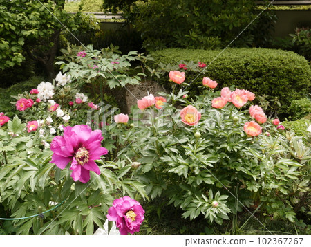 Machida Peony Garden (Yakushiike Park Shikisai no Mori) Machida Peony Garden (Yakushiike Park Shikisai no Mori) 102367267