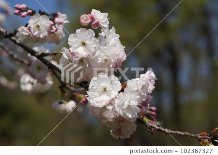 Gorgeous Mikkabi cherry blossoms 1 102367327