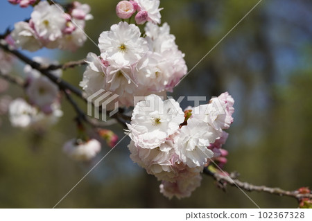 Gorgeous Mikkabi cherry blossoms 2 102367328