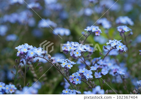 Forget-me-nots with beautiful blue flowers 2 Forget-me-nots with beautiful blue flowers 2 102367404