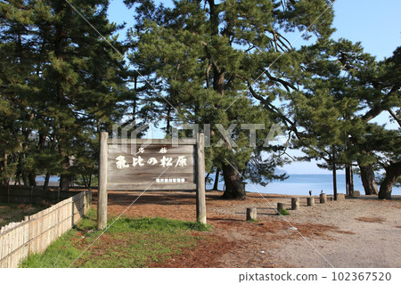 Kehi no Matsubara, Tsuruga Bay, Matsubayashi, Matsubara Beach, 福井縣, Tsuruga City, Tsuruga Bay, Kehi no Matsubara Beach, Beach, Fishing Area 102367520