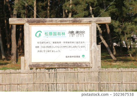 Kehi no Matsubara, Tsuruga Bay, Matsubayashi, Matsubara Beach, 福井縣, Tsuruga City, Tsuruga Bay, Kehi no Matsubara Beach, Beach, Fishing Area Kehi no Matsubara, Tsuruga Bay, Matsubayashi, Matsubara Beach, 福井縣, Tsuruga City, Tsuruga Bay, Kehi no Matsubara Beach, Beach, Fishing Area 102367538