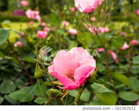 柔玫粉色薔薇花【Denti Beth】 柔玫粉色薔薇花【Denti Beth】 102367612