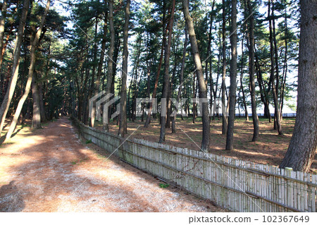 Kehi no Matsubara, Tsuruga Bay, Matsubayashi, Matsubara Beach, 福井縣, Tsuruga City, Tsuruga Bay, Kehi no Matsubara Beach, Beach, Fishing Area Kehi no Matsubara, Tsuruga Bay, Matsubayashi, Matsubara Beach, 福井縣, Tsuruga City, Tsuruga Bay, Kehi no Matsubara Beach, Beach, Fishing Area 102367649