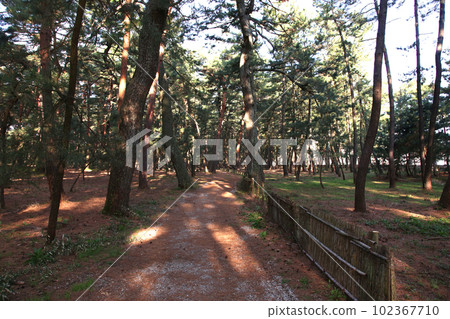 Kehi no Matsubara, Tsuruga Bay, Matsubayashi, Matsubara Beach, Fukui Prefecture, Tsuruga City, Tsuruga Bay, Kehi no Matsubara Beach, Beach, Fishing Area 102367710