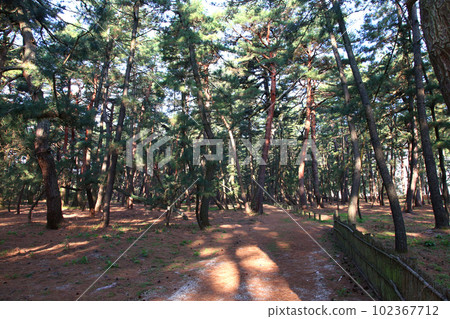 Kehi no Matsubara, Tsuruga Bay, Matsubayashi, Matsubara Beach, Fukui Prefecture, Tsuruga City, Tsuruga Bay, Kehi no Matsubara Beach, Beach, Fishing Area Kehi no Matsubara, Tsuruga Bay, Matsubayashi, Matsubara Beach, Fukui Prefecture, Tsuruga City, Tsuruga Bay, Kehi no Matsubara Beach, Beach, Fishing Area 102367712