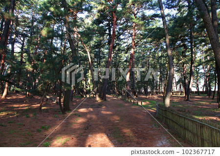 Kehi no Matsubara, Tsuruga Bay, Matsubayashi, Matsubara Beach, Fukui Prefecture, Tsuruga City, Tsuruga Bay, Kehi no Matsubara Beach, Beach, Fishing Area Kehi no Matsubara, Tsuruga Bay, Matsubayashi, Matsubara Beach, Fukui Prefecture, Tsuruga City, Tsuruga Bay, Kehi no Matsubara Beach, Beach, Fishing Area 102367717