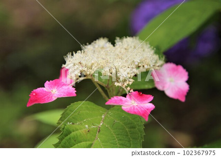 五顏六色的繡球花在六月的雨季綻放 102367975