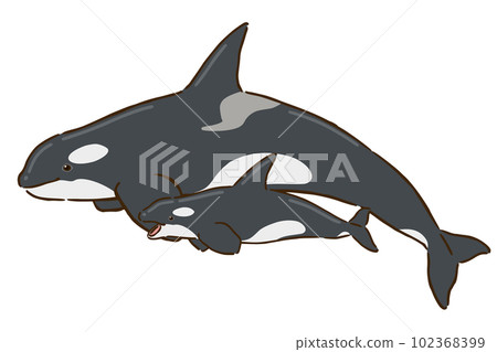 虎鯨的父母和孩子 102368399