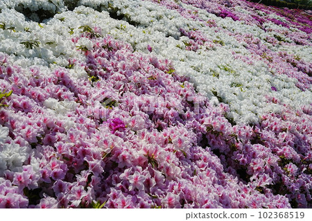 Azalea in full bloom 102368519