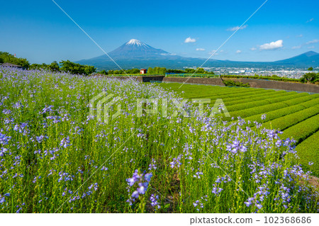 富士山、茶園和花田 富士山、茶園和花田 102368686