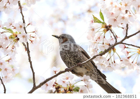 Cherry blossoms and bulbul Cherry blossoms and bulbul 102368851