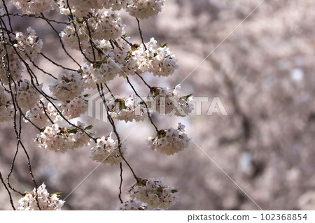 櫻花盛開 櫻花盛開 102368854