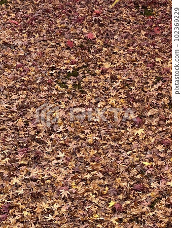 Maple carpet Maple carpet 102369229