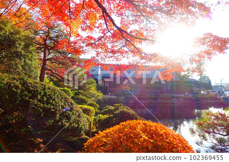 Momiji Park Autumn Leaves Yellow Leaves Yamagata City 102369455