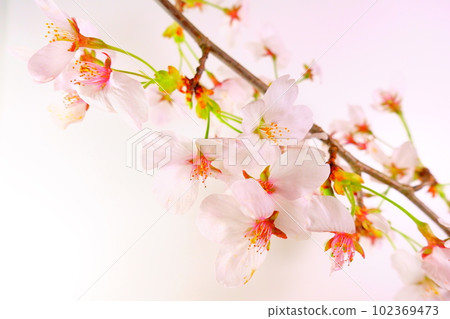 Cherry blossoms in full bloom, cherry blossoms, cherry blossoms, cherry blossoms, Somei Yoshino Cherry blossoms in full bloom, cherry blossoms, cherry blossoms, cherry blossoms, Somei Yoshino 102369473