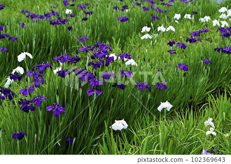 上尾丸山公園的鳶尾花田 上尾丸山公園的鳶尾花田 102369643