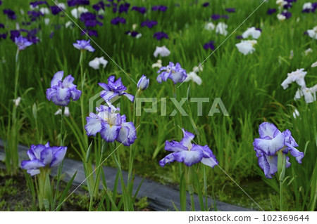 上尾丸山公園的鳶尾花田 102369644
