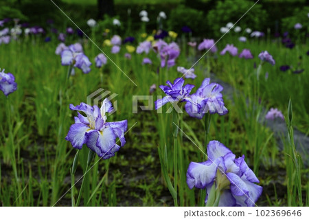 Blooming iris fields in Ageo Maruyama Park Blooming iris fields in Ageo Maruyama Park 102369646