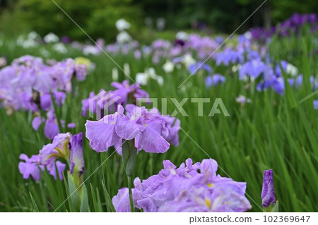 Blooming iris fields in Ageo Maruyama Park 102369647