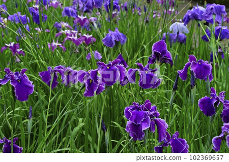 Blooming iris fields in Ageo Maruyama Park 102369657