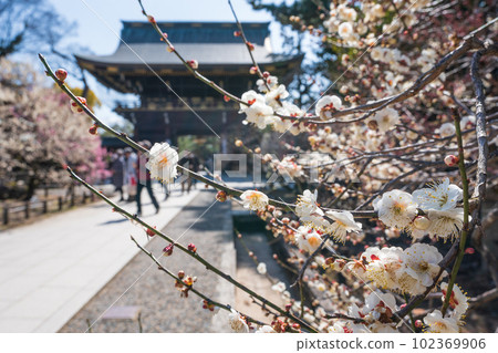 北野天滿宮梅花節 北野天滿宮梅花節 102369906