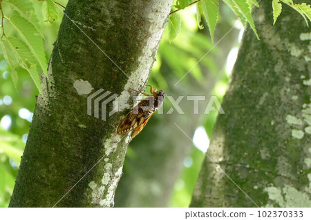 Abra Zemi Stuck in a Tree Abra Zemi Stuck in a Tree 102370333