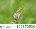 Red clover and Colias erate 102370630