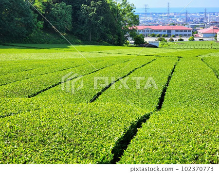採茶後的茶田 採茶後的茶田 102370773
