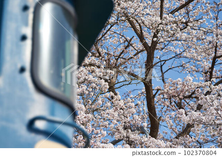 Cherry blossom and electric locomotive at Katsunuma Grape Town Station, Yamanashi Prefecture 102370804