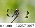 Midsummer dragonfly 102371007