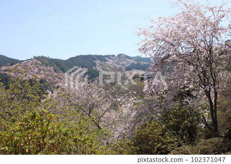 奈良縣世界遺產吉野山的櫻花美景 奈良縣世界遺產吉野山的櫻花美景 102371047