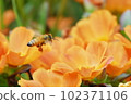 A bee with a pollen ball and an orange flower 102371106