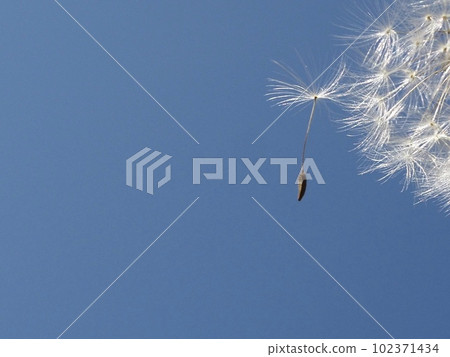 蒲公英絨毛飛向藍天的瞬間 蒲公英絨毛特寫 蒲公英絨毛飛向藍天的瞬間 蒲公英絨毛特寫 102371434