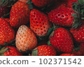 Close up group of Strawberries 102371542